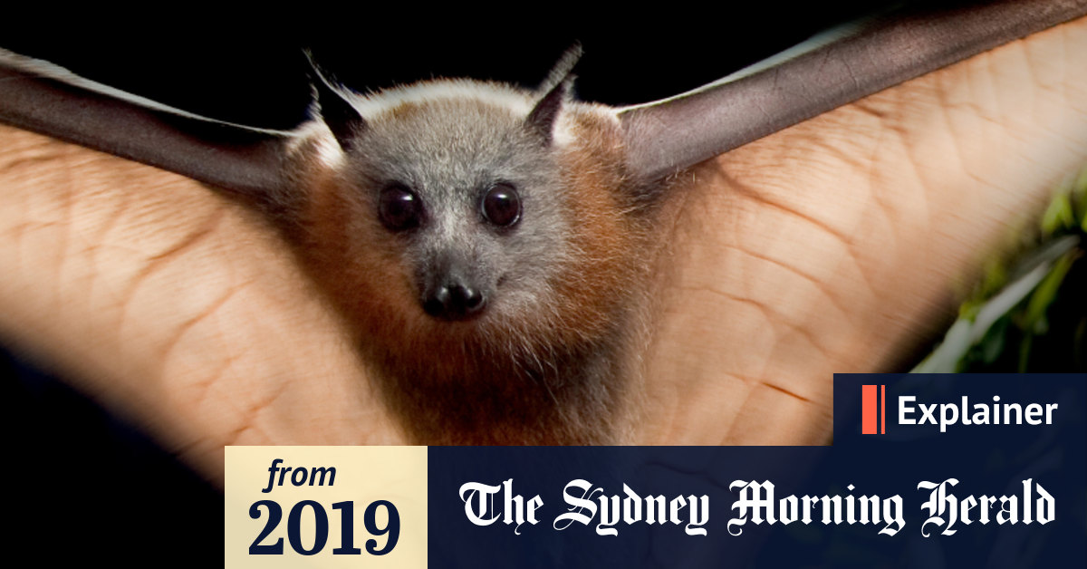 Why bats are one of Australia's most important endangered species